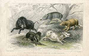 Animales. Wild Boar, Collarred Peccary 1868