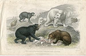 Animales. Grisly Bear, European brown Bear, american black bear .1868