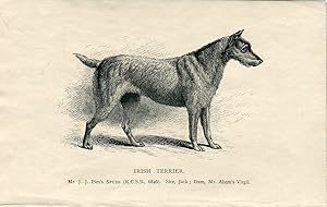 Perros. Irish Terrier. Grabado 1890