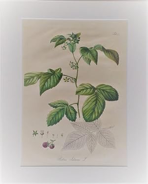 Rubus idaeus L. - Himbeere. Kol. Lithographie Nr. 74 aus: Wagner, Daniel: Pharmaceutisch-medicini...