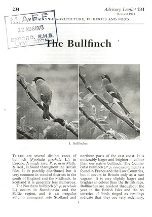 Bild des Verkufers fr The Bullfinch. Advisory Leaflet No. 234. zum Verkauf von C. Arden (Bookseller) ABA