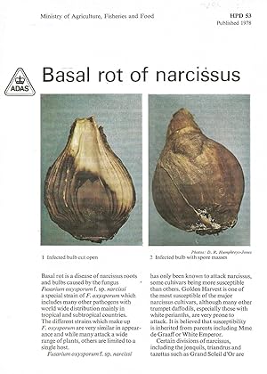 Immagine del venditore per Basal Rot of Narcissus. HPD 53. venduto da C. Arden (Bookseller) ABA