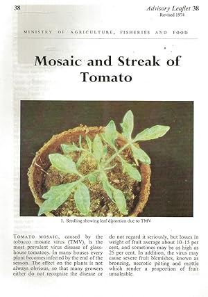 Mosaic and Streak of Tomato. Advisory Leaflet No. 38.