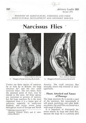 Narcissus Flies. Advisory Leaflet No. 183.
