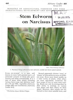 Stem Eelworm on Narcissus. Advisory Leaflet No. 460.