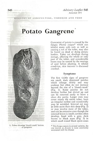 Bild des Verkufers fr Potato Gangrene. Advisory Leaflet No. 545. zum Verkauf von C. Arden (Bookseller) ABA