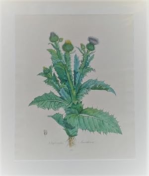 Onopordon acanthium - Gemeine Eselsdistel. Kol. Lithographie Nr. 67 aus: Schrank, Franz de Paula ...