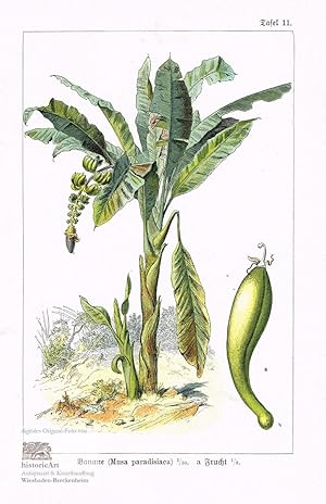 Image du vendeur pour Banane. Musa paradisiiaca mit Fraucht. 2 Darstellungen auf einem Blatt. Farbdruck um 1910 mis en vente par historicArt Antiquariat & Kunsthandlung