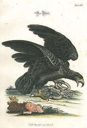 VÖGEL. - Adler. "Der Adler" und "Der sceletirte Adler". Zwei Darstellungen auf zwei Blatt.