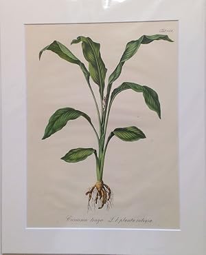 Curcuma longa L. b. planta integra. - Kurkuma, Gelber Ingwer. Kol. Lithographie Nr. 132 aus: Wagn...