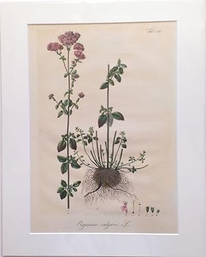 Origanum vulgare L. - Oregano. Kol. Lithographie Nr. 129 aus: Wagner, Daniel: Pharmaceutisch-medi...