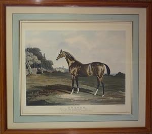 Sultan. Winner of the Newmarket Whip in 1823 / By Selim out of Bacchante by Williamson's Ditto. /...
