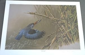 Wild Life Prints : Simon Calburn : "The Cape Forest Chortler", "The Jewelled Kingfisher" - Limited