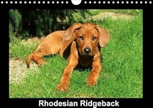 Bild des Verkufers fr Rhodesian Ridgeback (Wandkalender 2014 DIN A4 quer): Rhodesian Ridgebacks in Bewegung (Monatskalender, 14 Seiten) (CALVENDO Tiere) : Rhodesian Ridgebacks in Bewegung (Monatskalender, 14 Seiten) zum Verkauf von AHA-BUCH GmbH