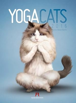 Bild des Verkufers fr Yoga Cats 2016 : Wandkalender zum Verkauf von AHA-BUCH GmbH
