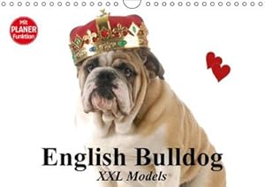 Bild des Verkufers fr English Bulldog XXL Models (Wandkalender 2016 DIN A4 quer): Starke Bulldoggen Models in "High Fashion"! (Geburtstagskalender, 14 Seiten) (CALVENDO Tiere) : Starke Bulldoggen Models in "High Fashion"! (Geburtstagskalender, 14 Seiten) zum Verkauf von AHA-BUCH GmbH