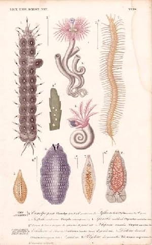 8 Darstellungen auf einem Blatt (Eumolpe pieta, Syllis maculata, Serpula contortuplicata, Spirorb...