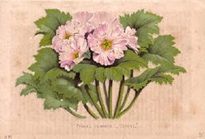 Primula chinensis Ulricus". Farbige Lithographie.