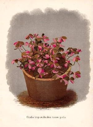 Bild des Verkufers fr Oxalis tropaeoloides roseo picta. Farbige Lithographie. zum Verkauf von Antiquariat Heinz Tessin