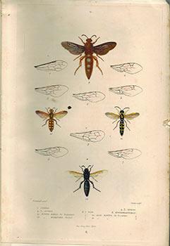 Seller image for Catalogue des Espces de l'Ancien Generis Scolia (Sensu Latiori), Contenant les Diagnoses, les Descriptions et la Synonymie des Espces, Avec des Remarques Explicatives et Critiques. [Study of Wasps] for sale by Wittenborn Art Books