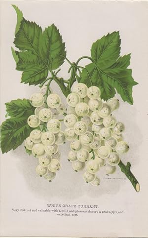 Orig. kolorierter Holzstich - Früchte - White Grape Currant.