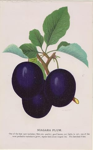 Orig. kolorierter Holzstich - Früchte - Niagara Plum.