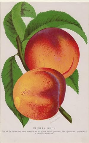 Orig. kolorierter Holzstich - Früchte - Elberta Peach.