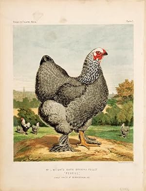 Psyche [from Poultry Book].