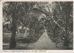 AK Junge Kokospalmenpflanzung in Deutsch-Ostafrika Kolonialkarte Nr. 2 d Reihe 4