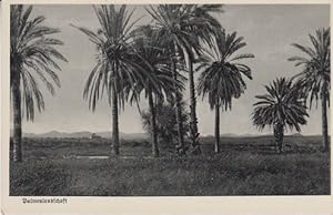 AK Palmenlandschaft Deutsch-Südwest-Afrika