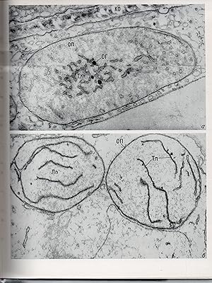 Atlas of the Ultrastructure of Plant Cells (in russischer Sprache)