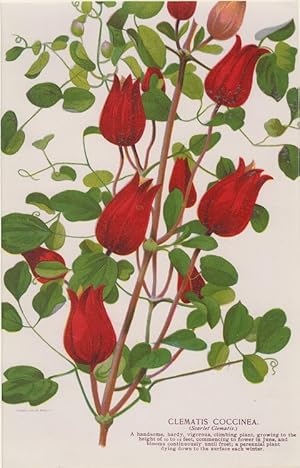 Orig. kolorierter Holzstich - Pflanzen/ Blumen - Clematis Coccinea.