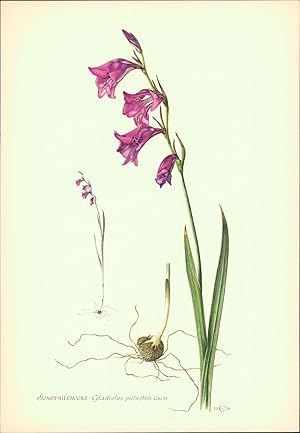 1956 - Druck: Sumpf-Siegwurz - Gladiolus palustris Offsetdruck nach einer Lithographie von C. Cas...