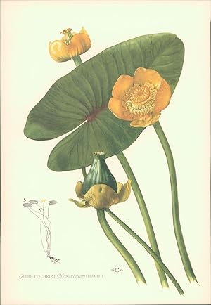 1956 - Druck: Gelbe Teichrose - Nuphar luteum Offsetdruck nach einer Lithographie von C. Caspari