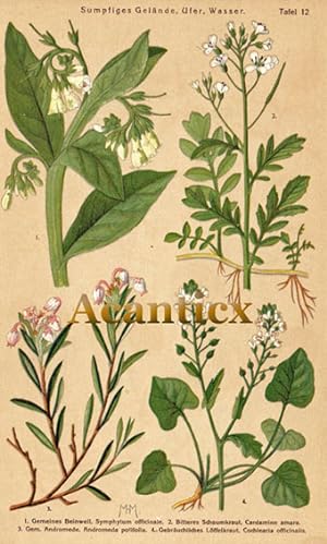 Gemeines Beinwell , Bitteres Schaumkraut , Andromede , Löffelkraut ; Tafel Nr. 12 Frühlingsblumen...