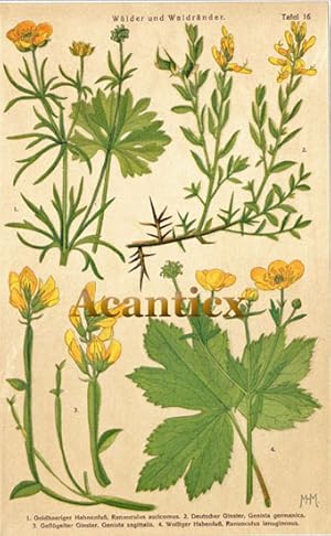 Hahnenfuß , Ginster ; Frühlingsblumen Tafel Nr. 16 - Wälder und Waldränder ; Original Chromolitho...