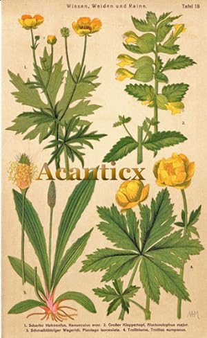 Hahnenfuß , Klappertopf , Wegerich , Trollblume ; Frühlingsblumen Tafel Nr. 18 - Wiesen, Weiden u...
