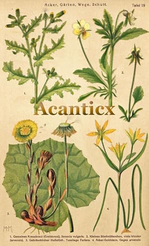 Kreuzkraut , Stiefmütterchen , Huflattich , Acker-Goldstern ; Frühlingsblumen Tafel Nr. 19 - Äcke...