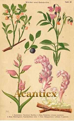 Heidelbeere , Berg-Platterbse , Rotes Waldvögelein , Schuppenwurz ; Frühlingsblumen Tafel Nr. 26 ...