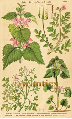 Taubnessel , Reiherschnabel , Erdrauch ; Frühlingsblumen Tafel Nr. 29 - Äcker, Gärten, Wege, Schu...