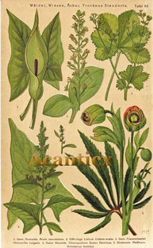 Aronstab , Listera , Frauenmantel , Guter Heinrich , Nießwurz ; Frühlingsblumen Tafel Nr. 40 - Wä...