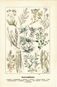Seestrandpflanzen Kolorierter Original Stich 1889 Engraving - Meerkohl Salzmiere Salzgänsefuss