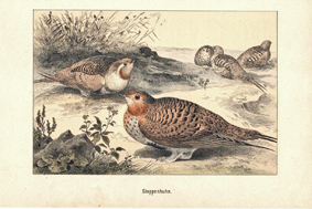 Steppenhuhn Flughühner Kolorierter Original Stich 1889 Engraving