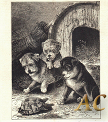 Hunde Welpen entdecken eine Schildkröte Original 1886 Stich Holzstich Engraving