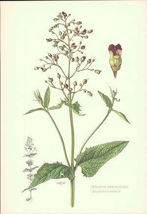 Seller image for 1956 - Druck: Knoten- Braunwurz - Scrophularia nodosa Offsetdruck nach einer Lithographie von C. Caspari for sale by Bcher bei den 7 Bergen