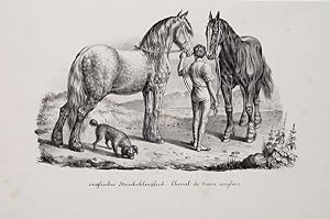 "Englisches Steinkohlenpferd" originale Lithographie/lithograph ca./approx.12x20cm (Darstellung/i...