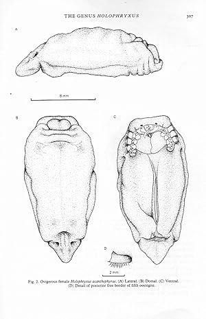 On the genus Holophryxus (Isopoda: Epicaridea), with description of the male and redescription of...