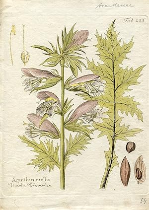 Acanthus mollis - Weiche Bärenklau (aus: Icones Plantarum, Tafel Nr. 223).