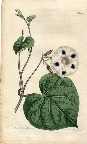 Convolvulus Purpureus, var. Elatior. Tall Spotted-Flowered Bindweed. Altkolorierter Kupferstich (...