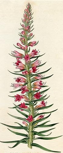 Echium Rubrum - Red Viper's Bugloss. Altkolorierter Kupferstich (Aus: Curtis' Botanical Magazine,...